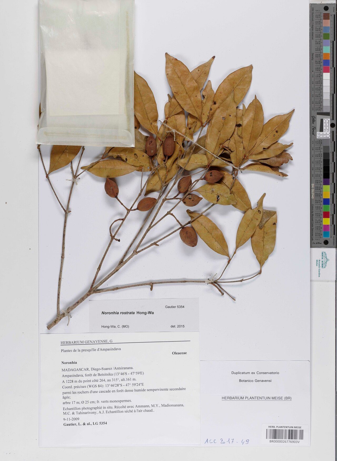 Noronhia rostrata — houseplant care guide