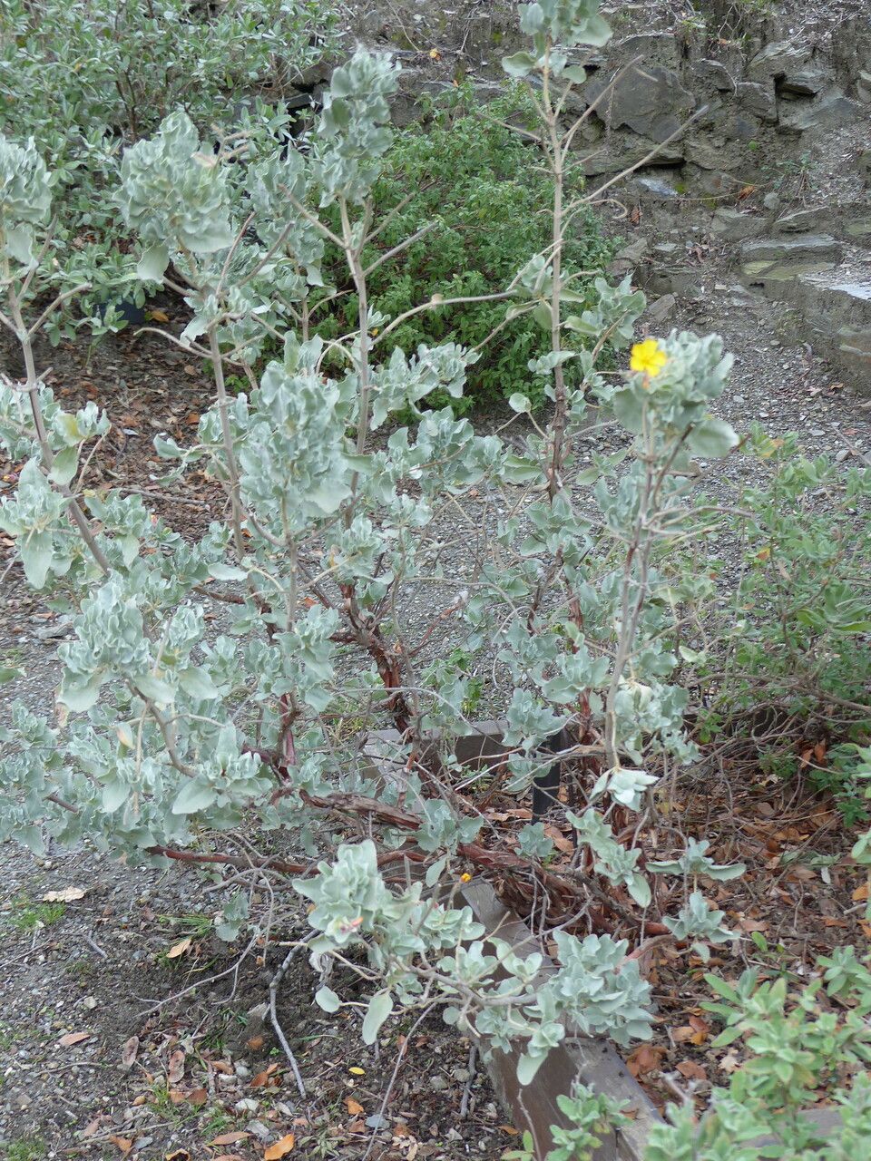 Cistus atriplicifolius habit
