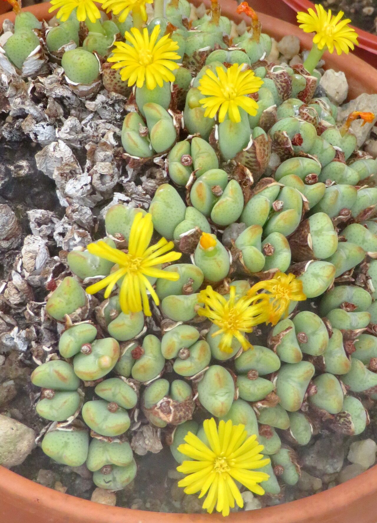 Conophytum meyeri habit