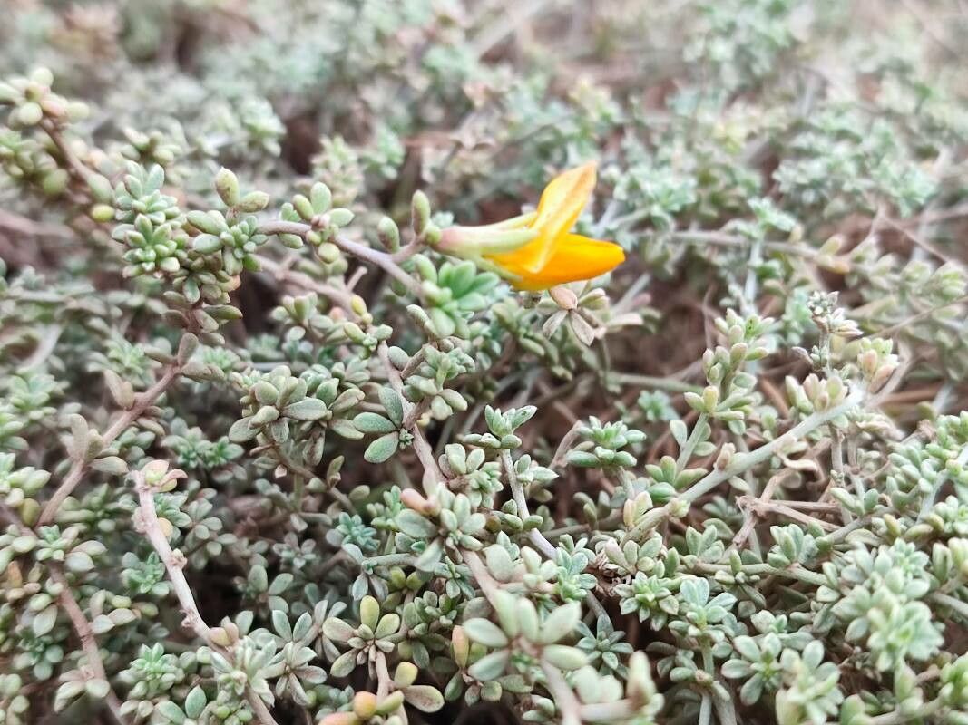 Lotus glaucus flower