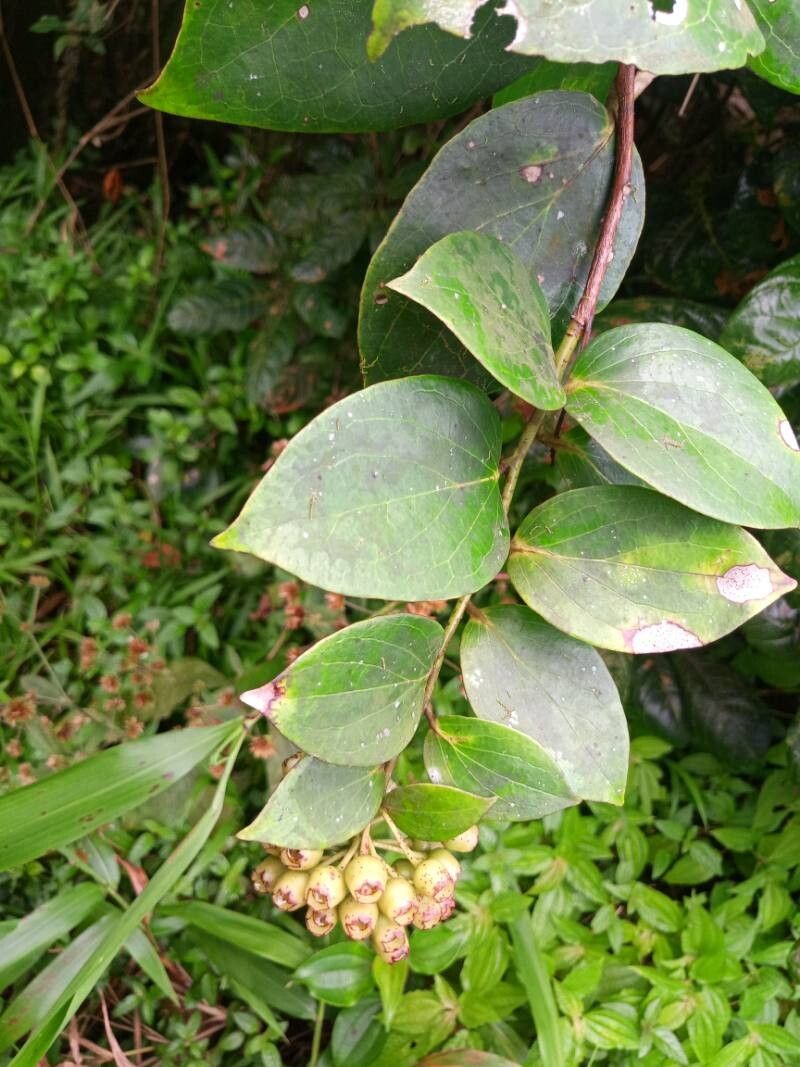 Vaccinium racemosum — search result for 'Vaccinium'