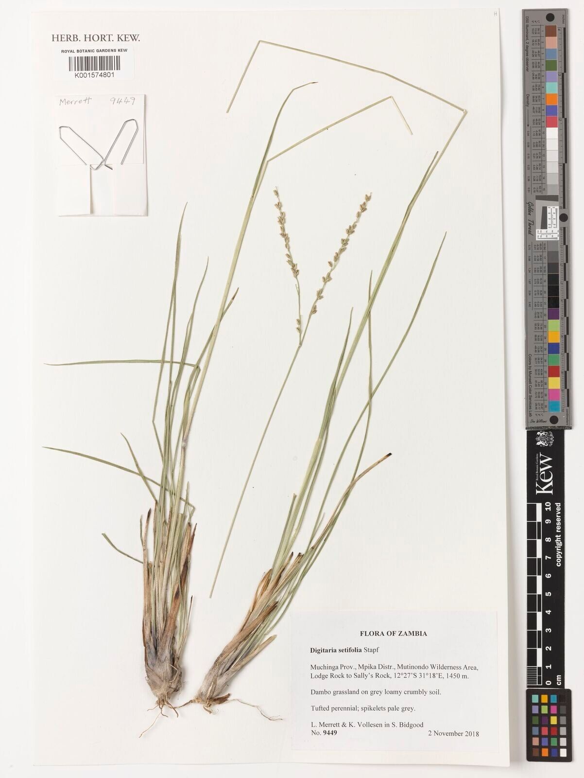 Digitaria setifolia — houseplant care guide