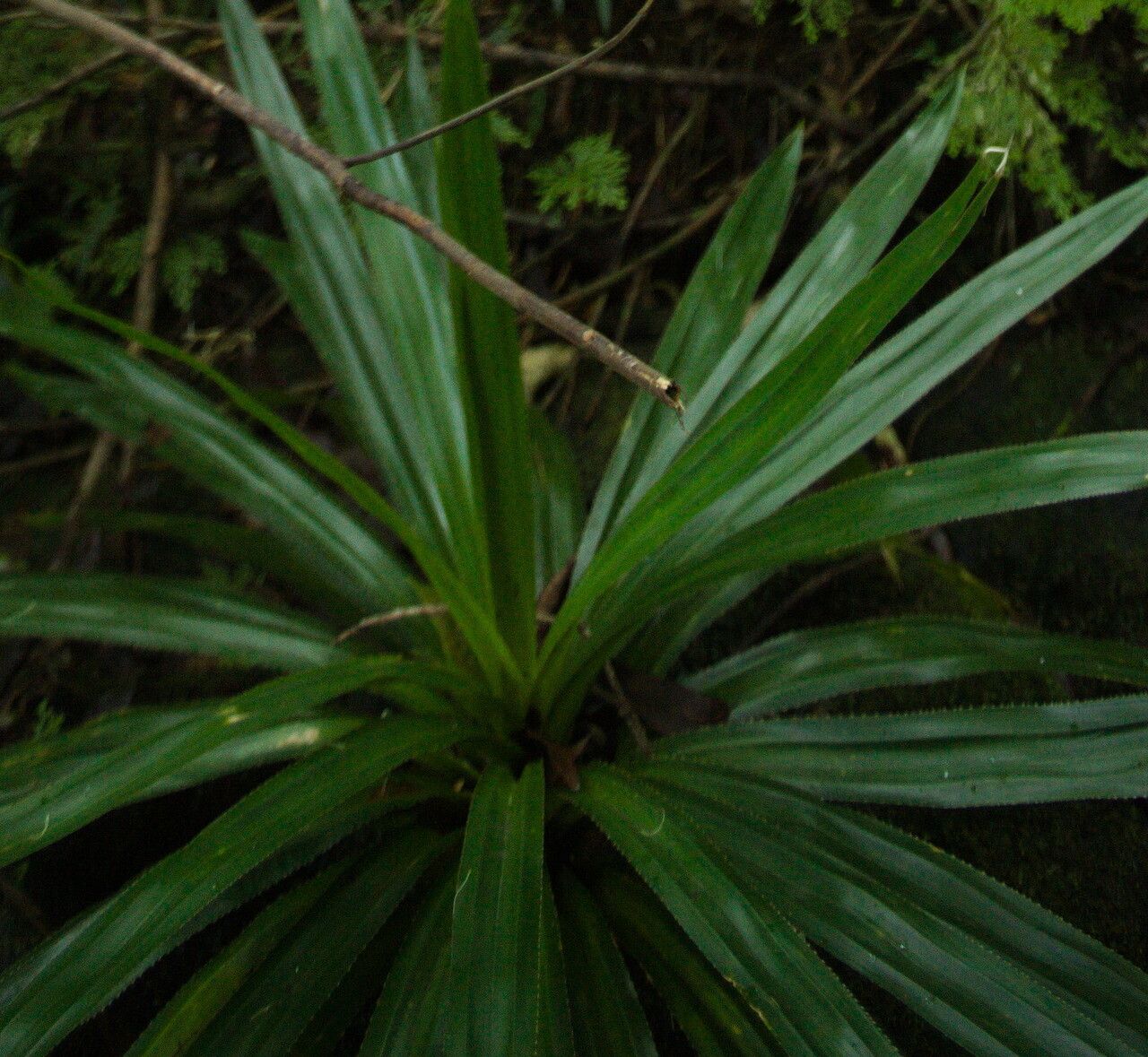 Pandanus purpurascens — search result for 'Pandanus'