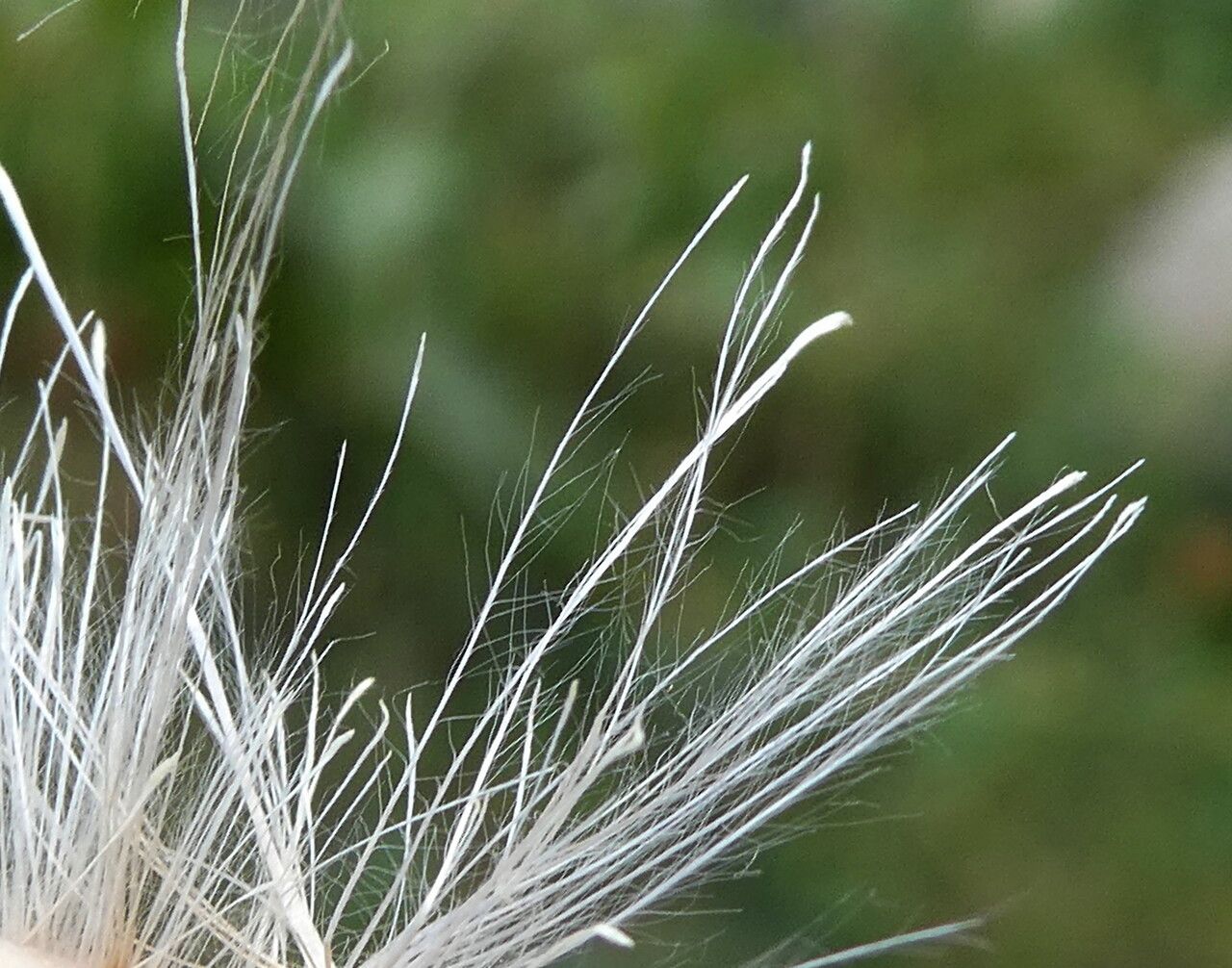 Cirsium monspessulanum fruit