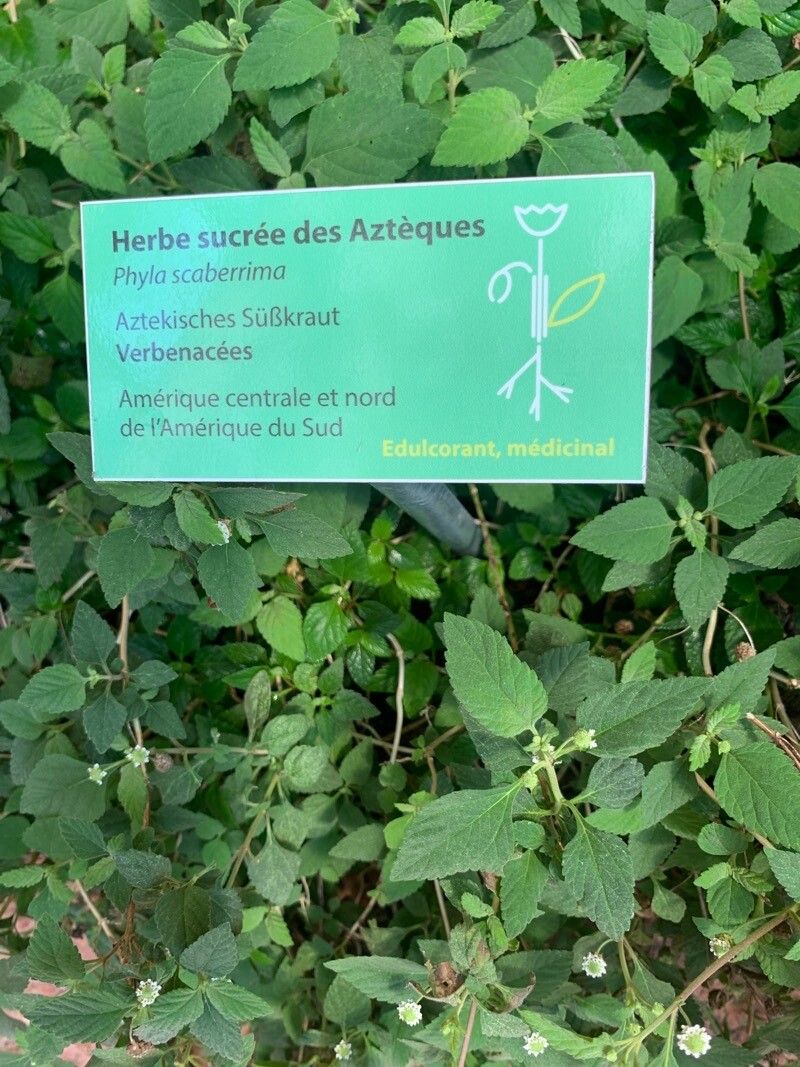 Phyla scaberrima — search result for 'Phyla'