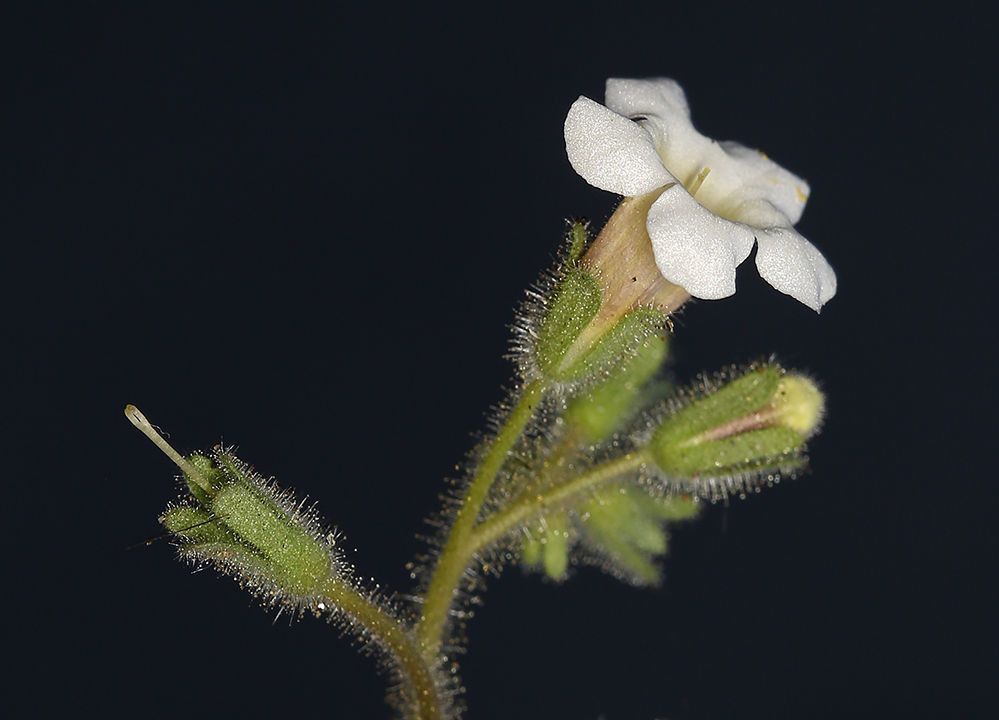 Phacelia perityloides — search result for 'Phacelia'