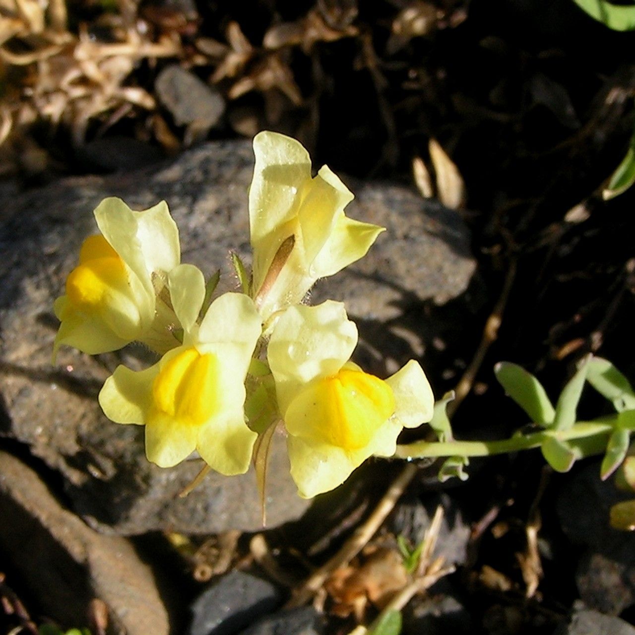 Linaria propinqua flower