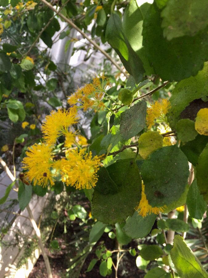 Azara serrata flower