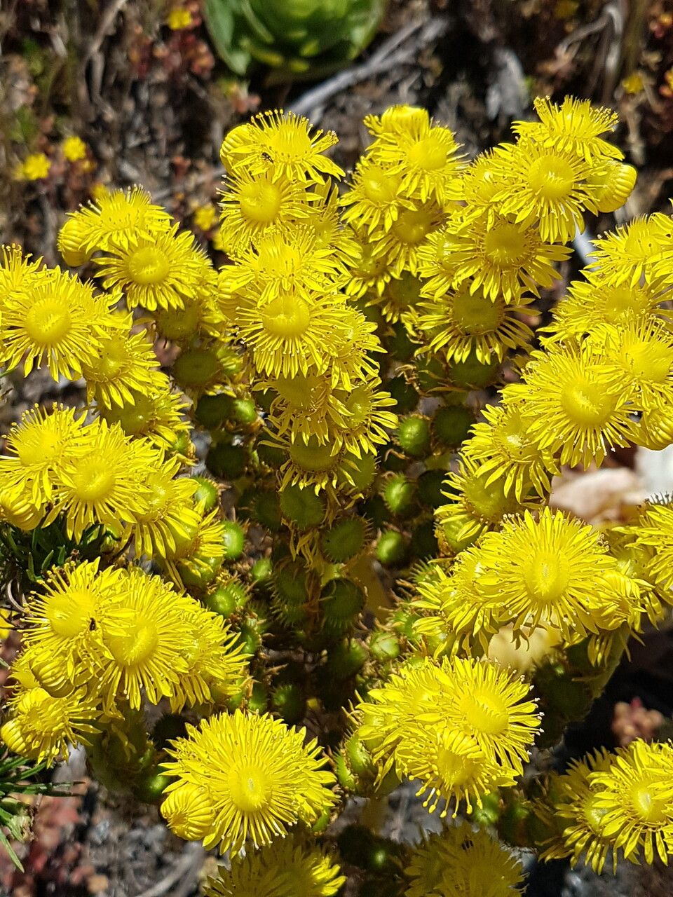 Aeonium dodrantale flower