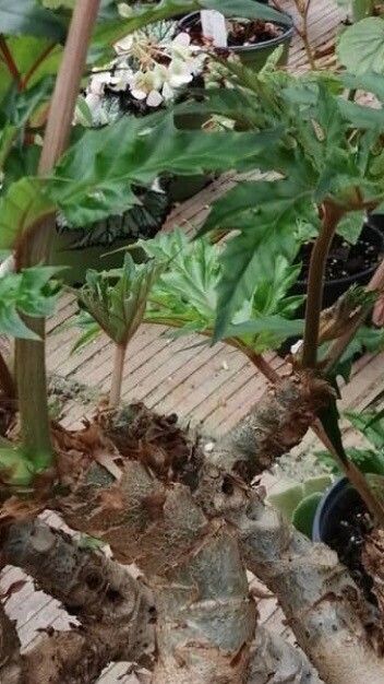 Begonia crassicaulis bark