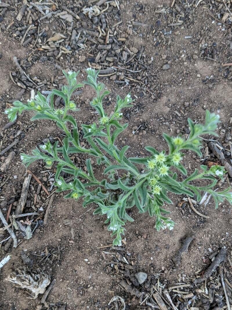 Lappula occidentalis — related species from the same genus