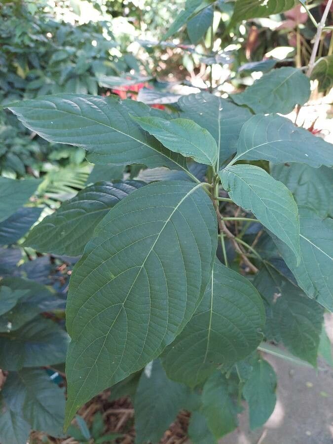 Aphelandra longiflora — search result for 'Aphelandra'