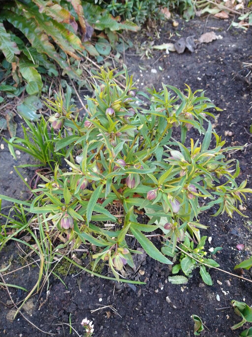 Helleborus torquatus habit