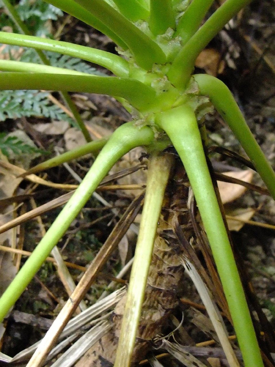 Geranium reuteri bark