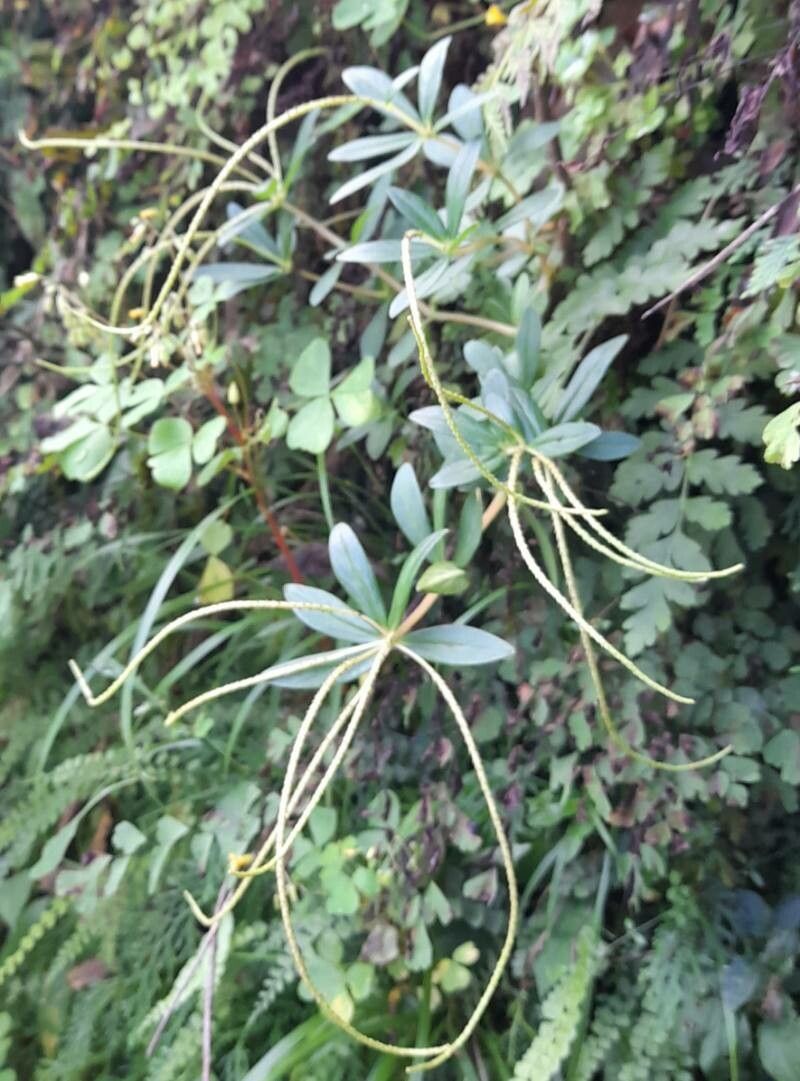 Peperomia comarapana habit