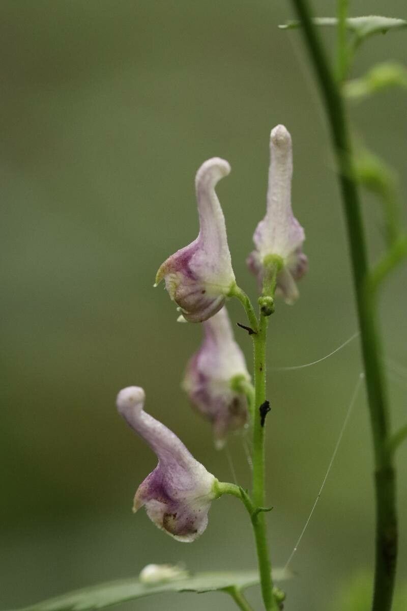 Aconitum pterocaule — search result for 'Aconitum'