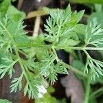 Scandix pecten-veneris