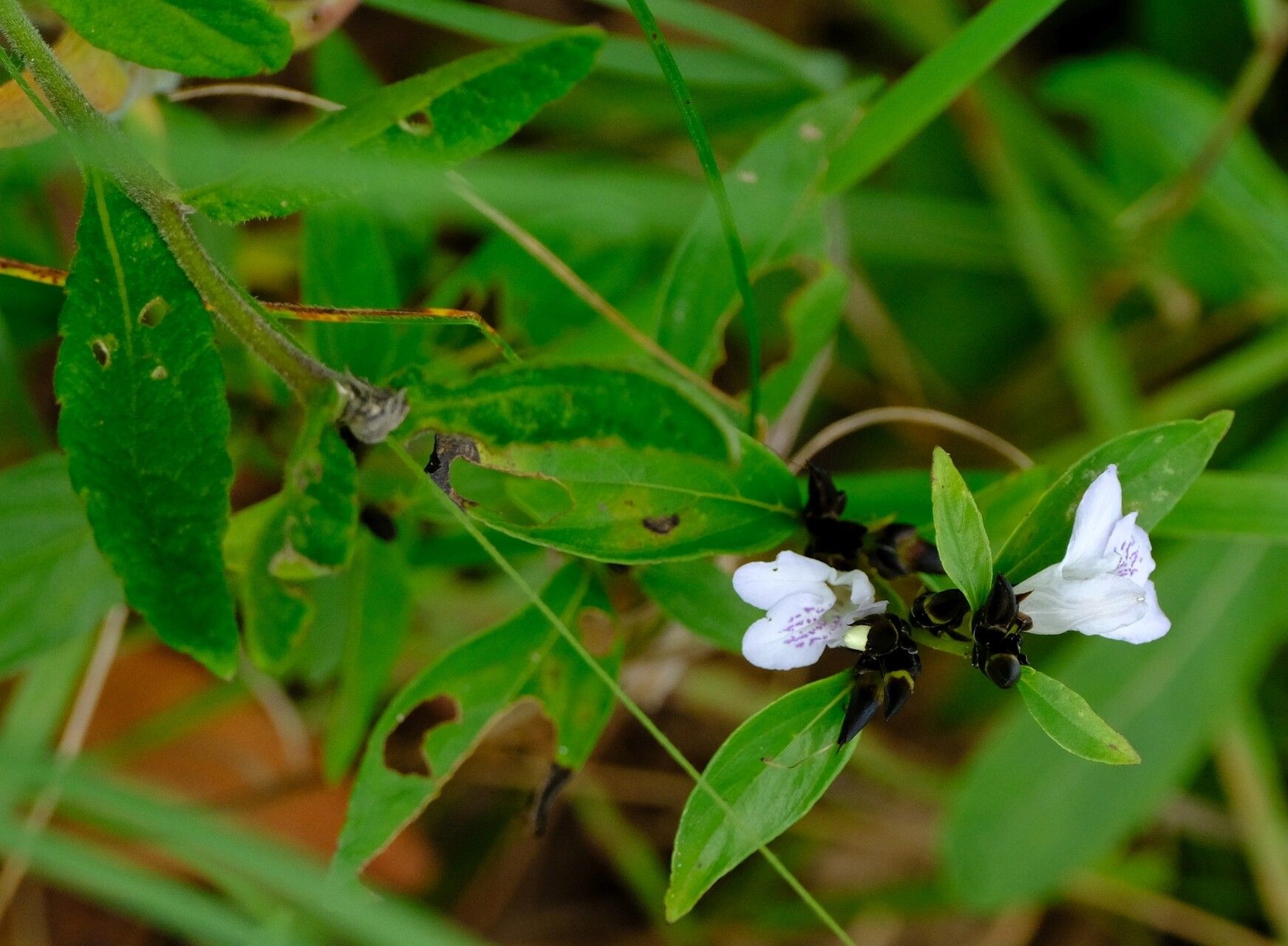 Lepidagathis nemorosa flower