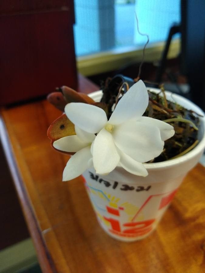 Aerangis fastuosa flower