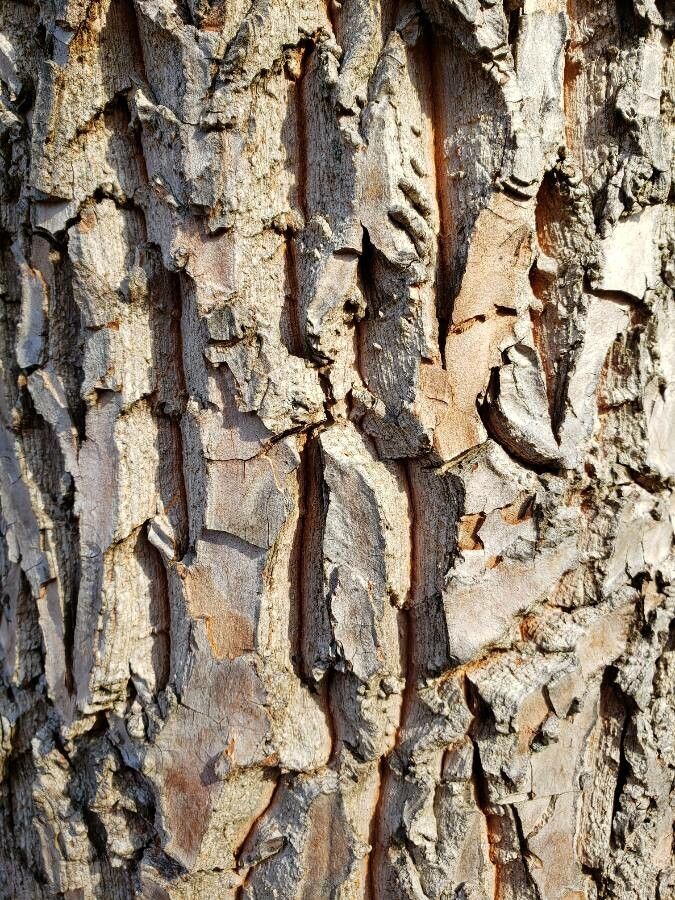 Halesia tetraptera bark