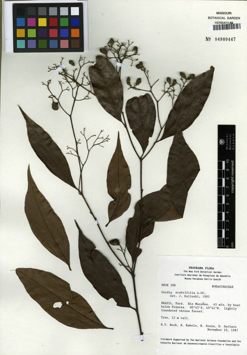 Cordia scabrifolia — houseplant care guide