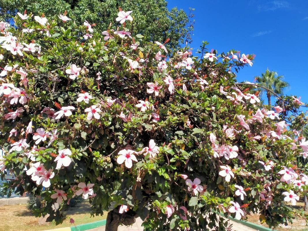 Hibiscus genevii — search result for 'Hibiscus'
