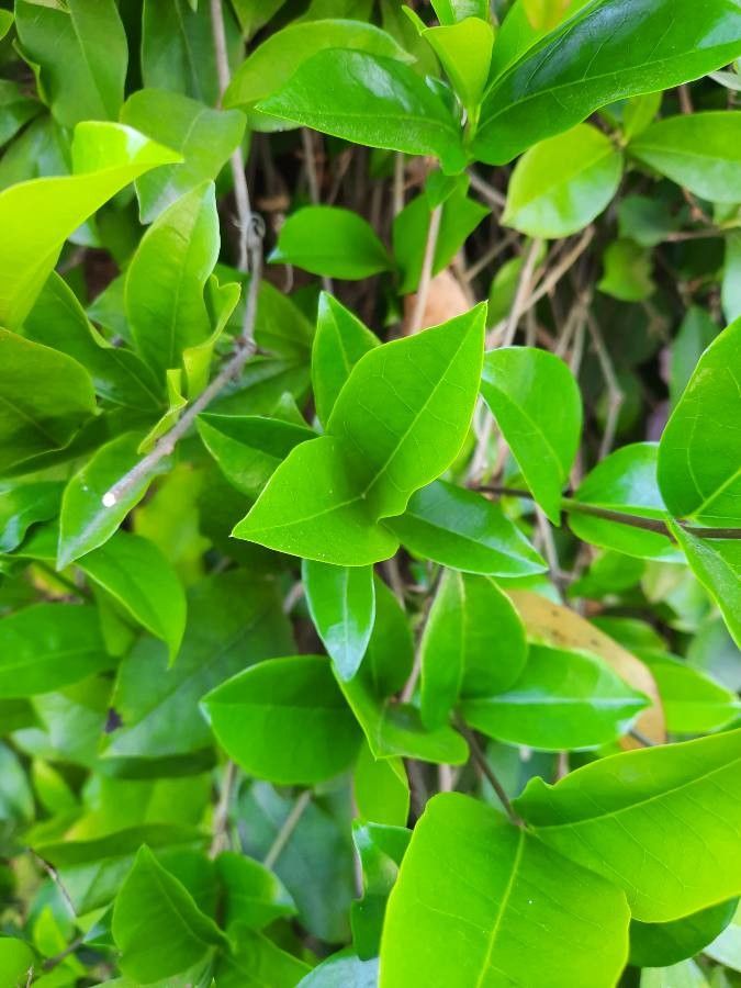 Bignonia callistegioides leaf