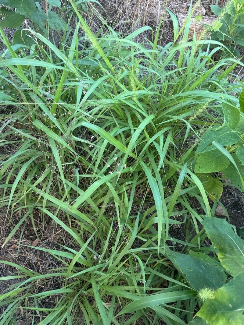 Setaria scheelei — search result for 'Setaria'