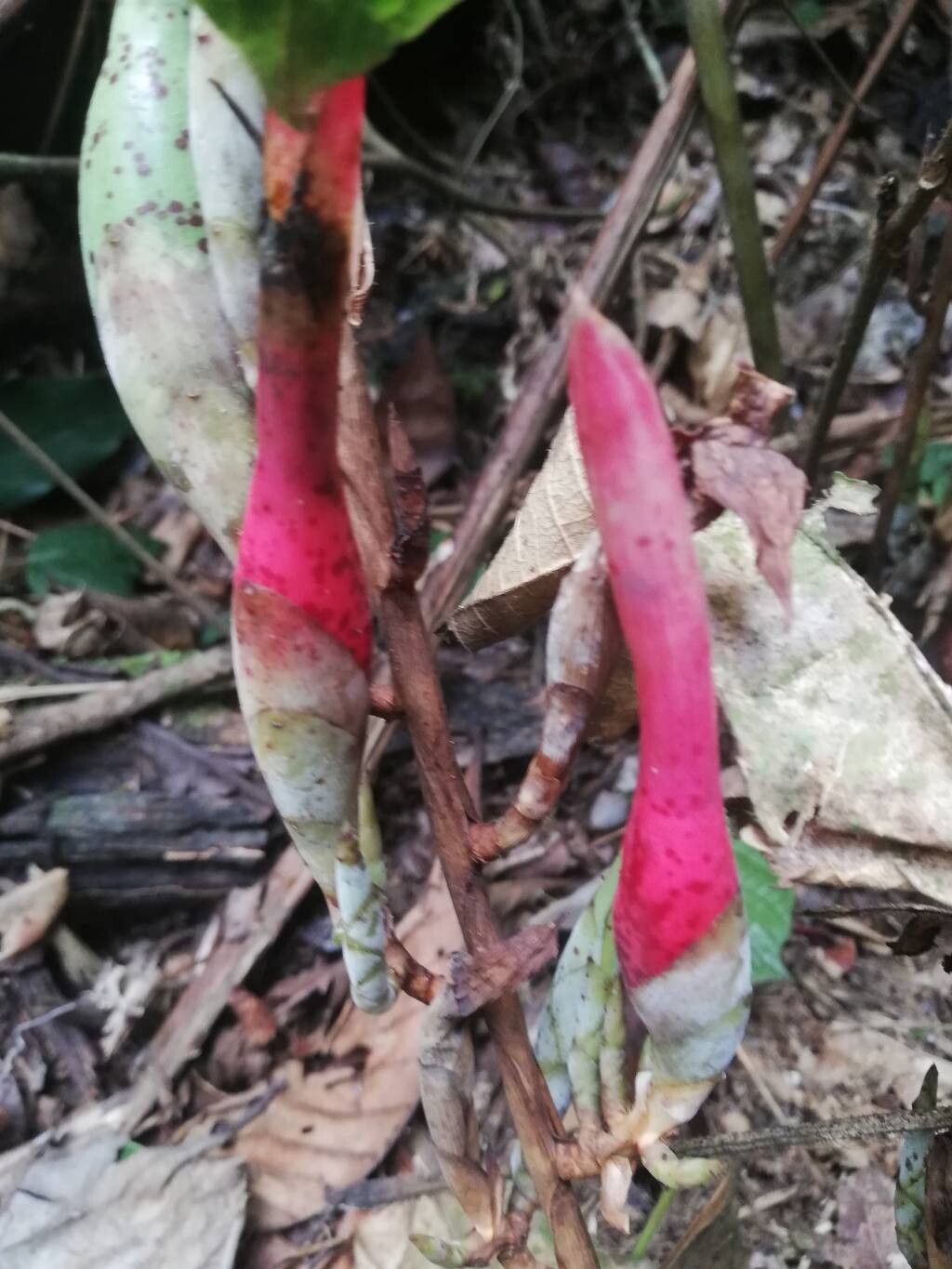 Aframomum citratum fruit