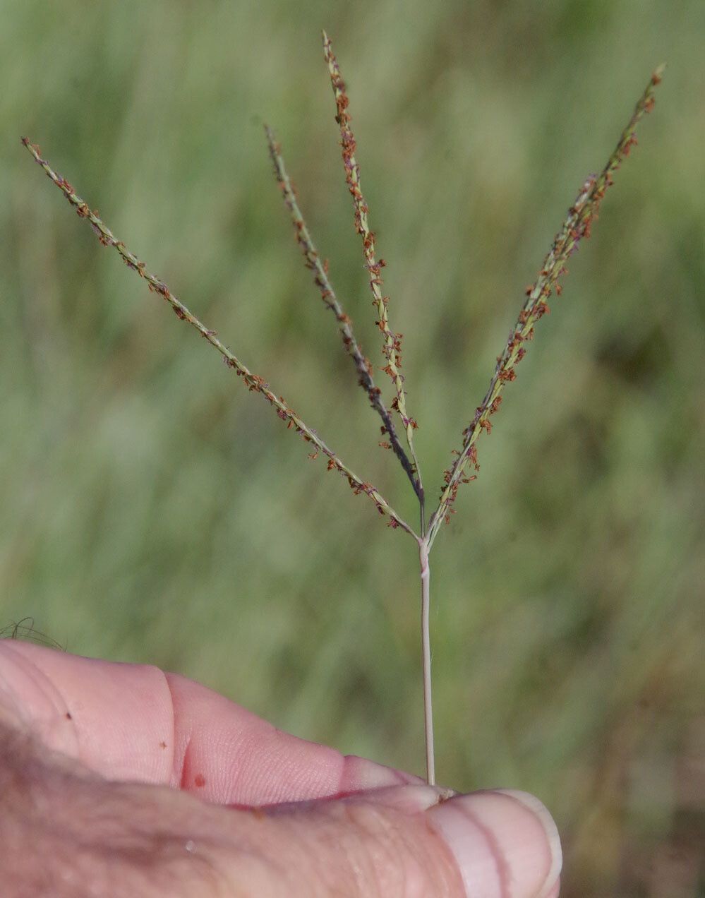 Digitaria didactyla flower