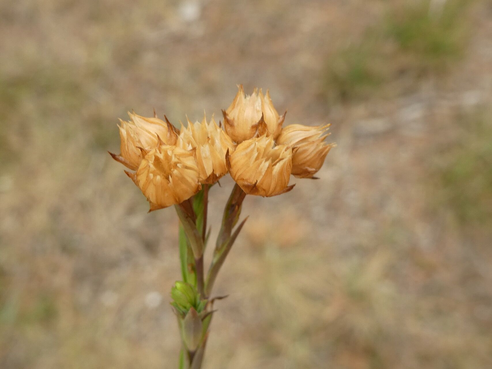 Linum trigynum fruit