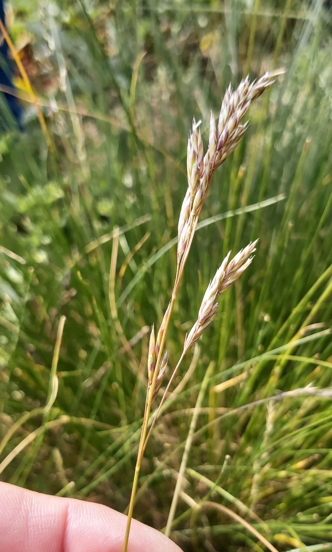 Festuca pirinica — houseplant care guide