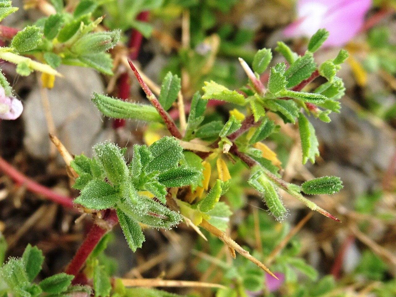 Ononis spinosa — houseplant care guide