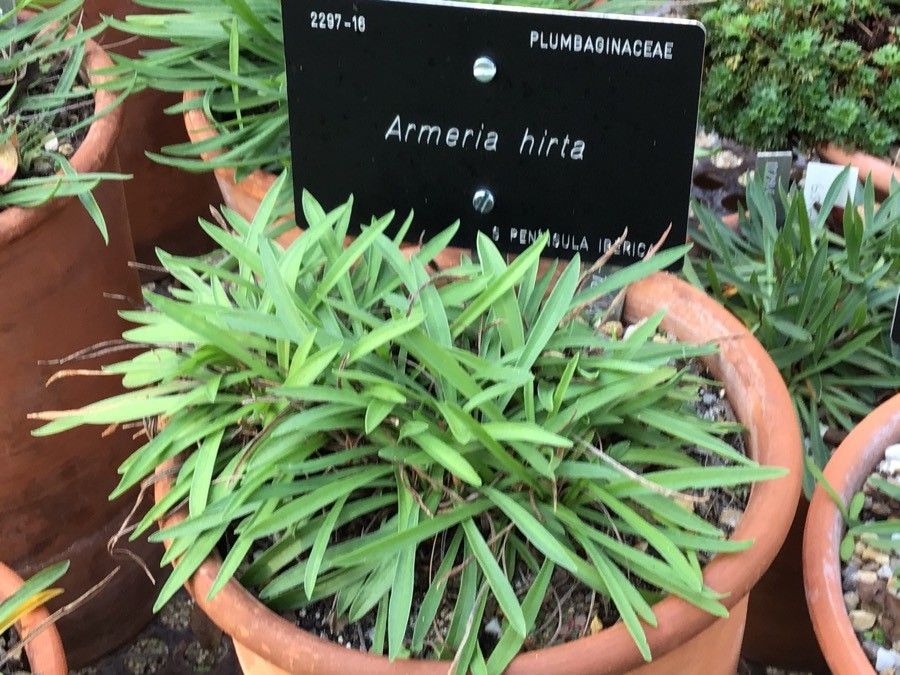 Armeria hirta — houseplant care guide