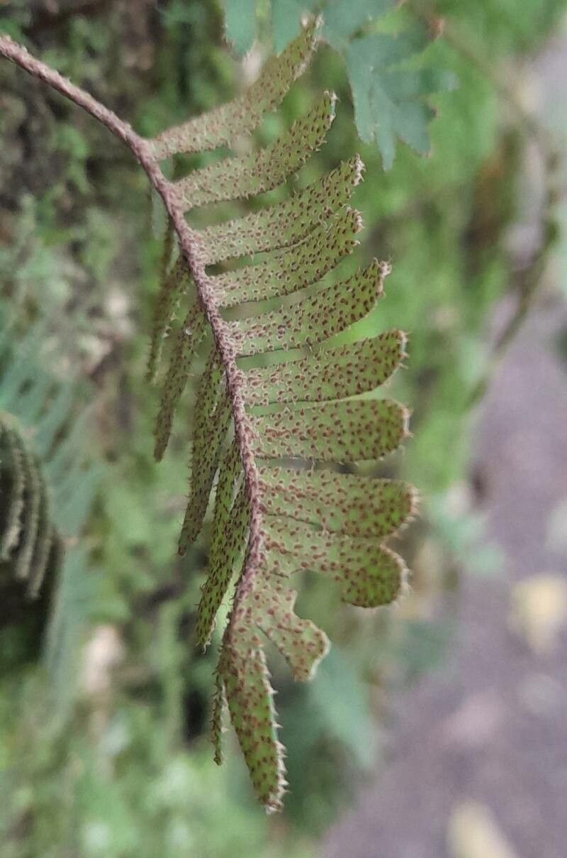 Pleopeltis minima fruit