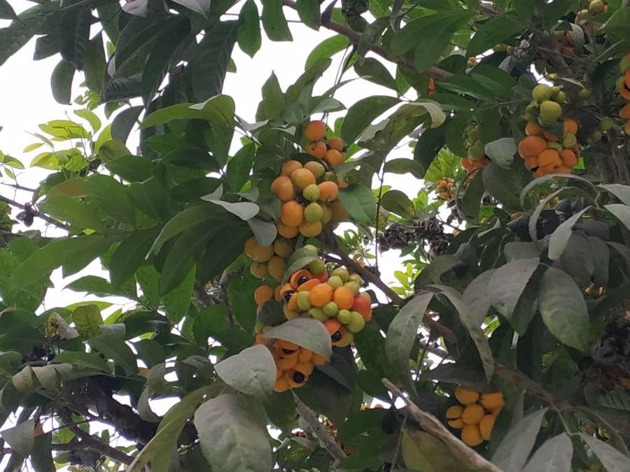 Harpullia cupanioides fruit