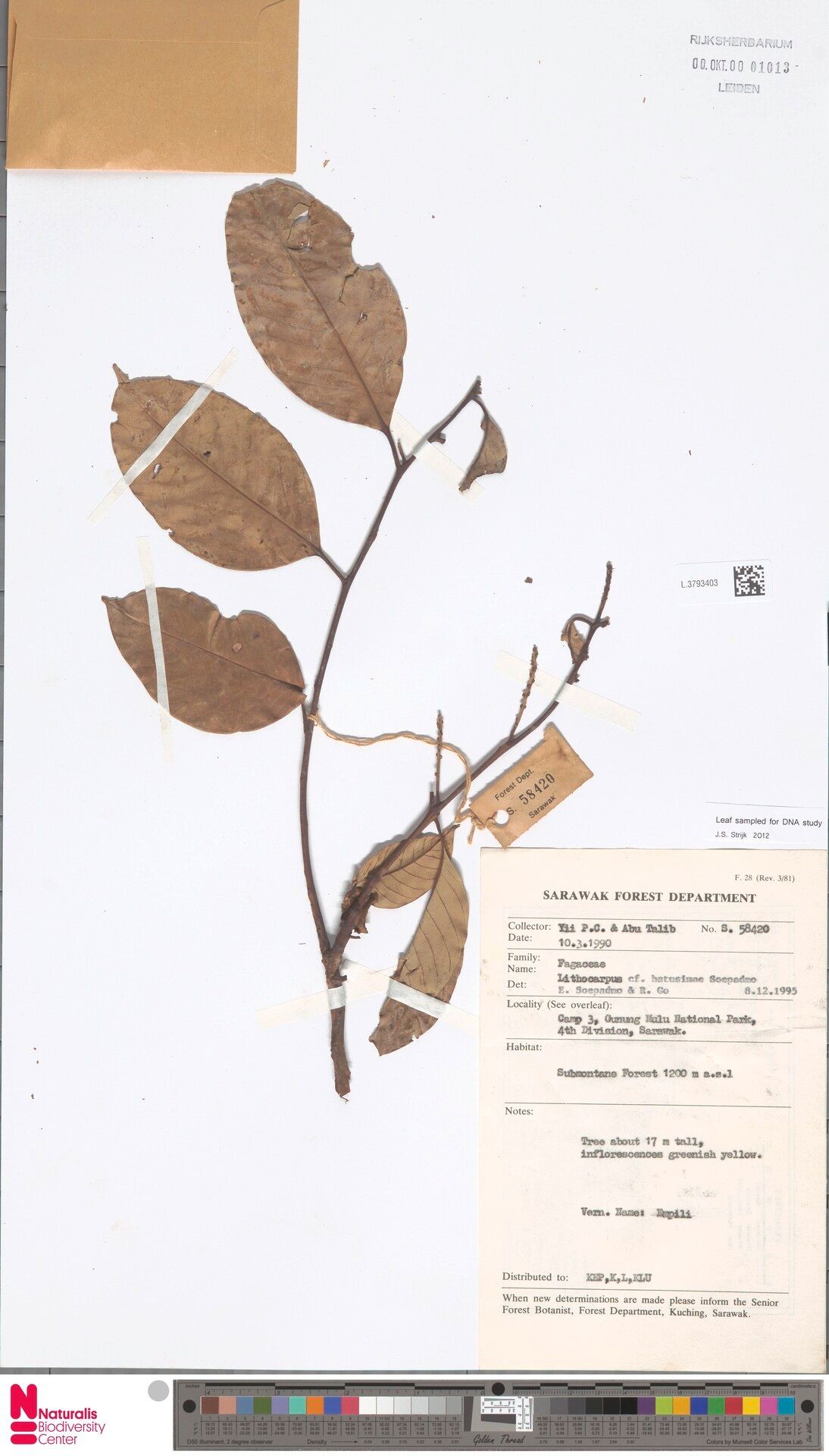 Lithocarpus hatusimae — search result for 'Lithocarpus'