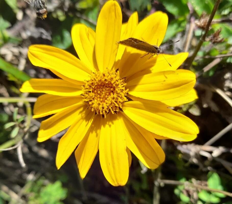 Aspilia pascalioides flower