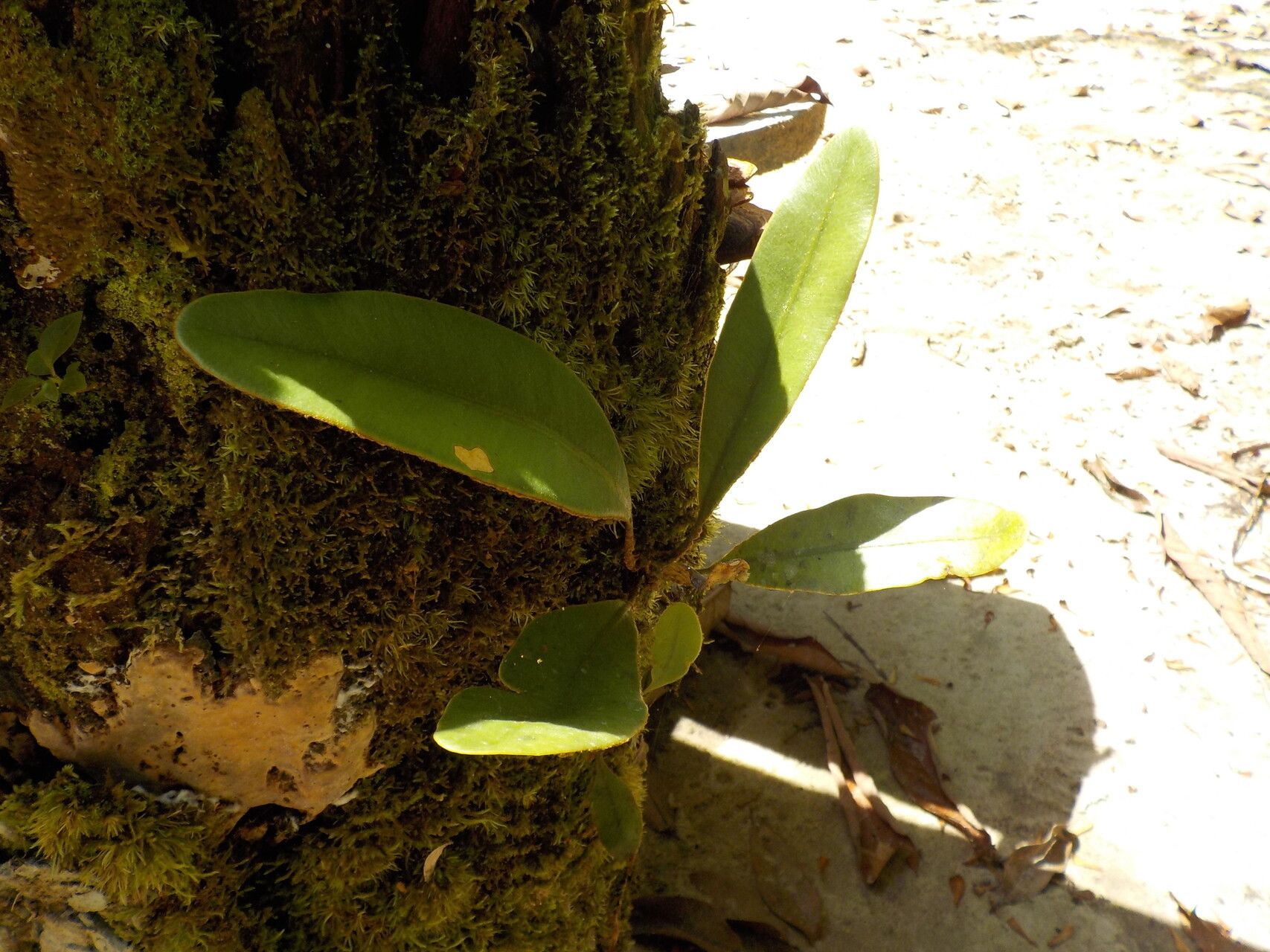 Elaphoglossum obovatum leaf