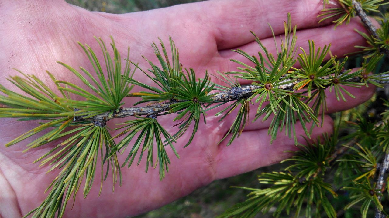 Larix × marschlinsii leaf