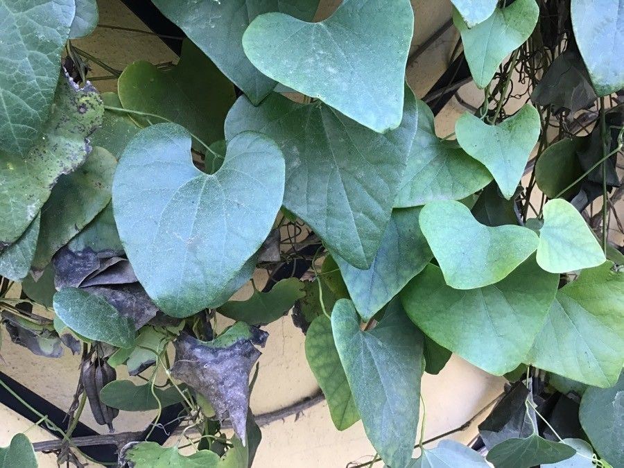 Aristolochia littoralis leaf