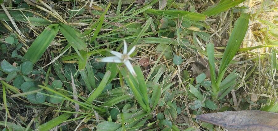 Rhynchospora nervosa flower