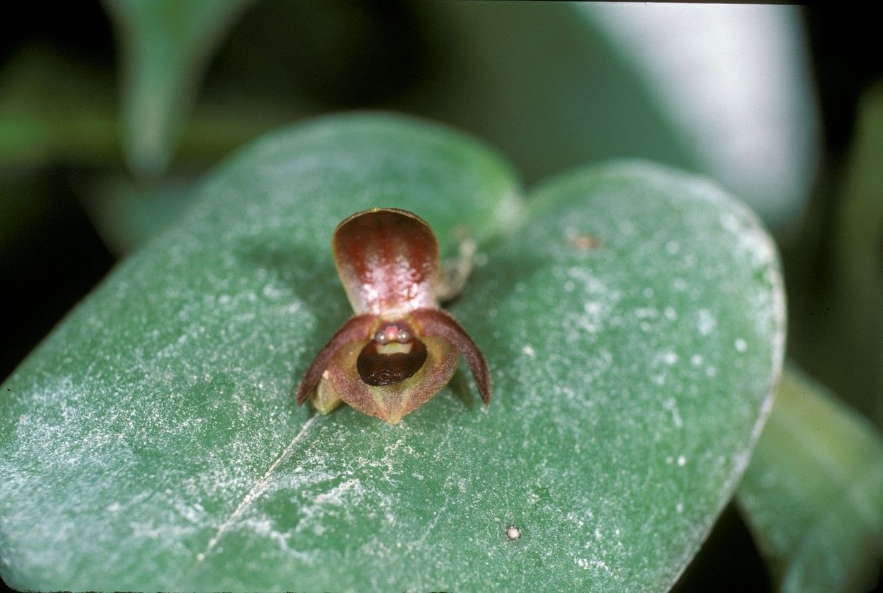 Pleurothallis cordata flower