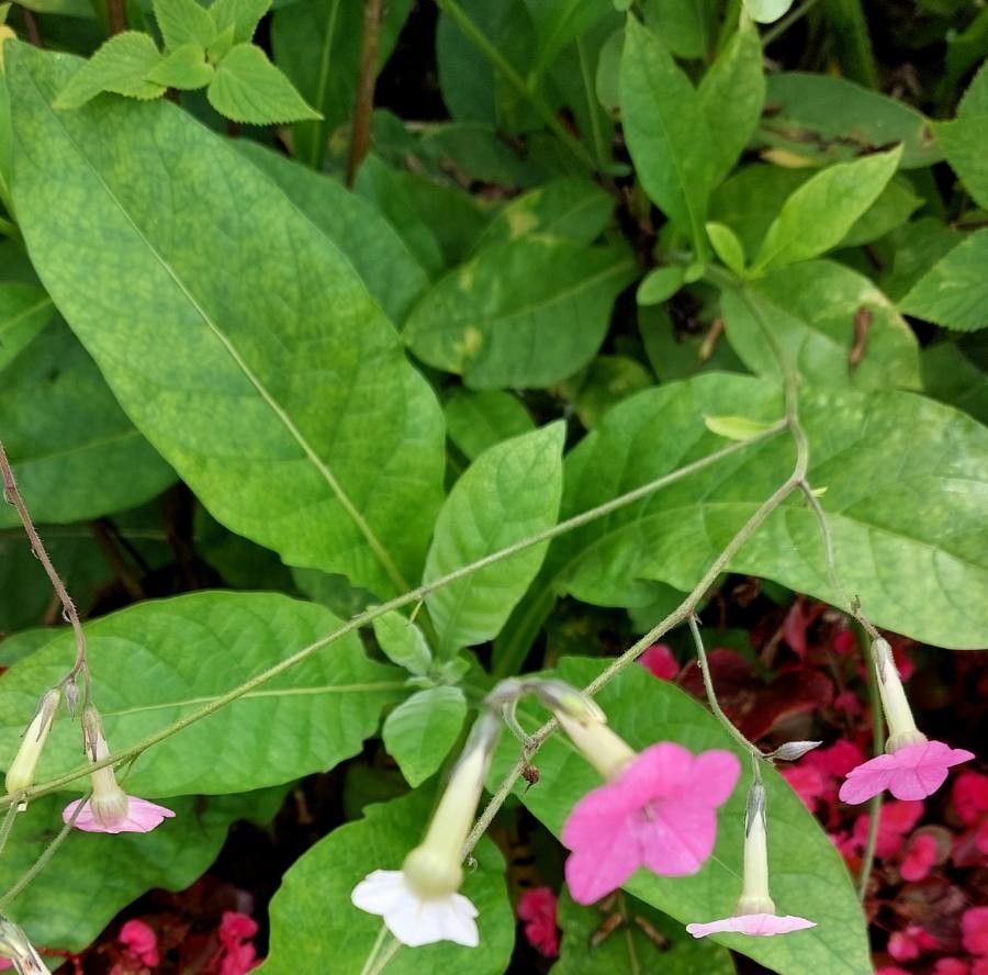 Nicotiana x sanderae — search result for 'Nicotiana'