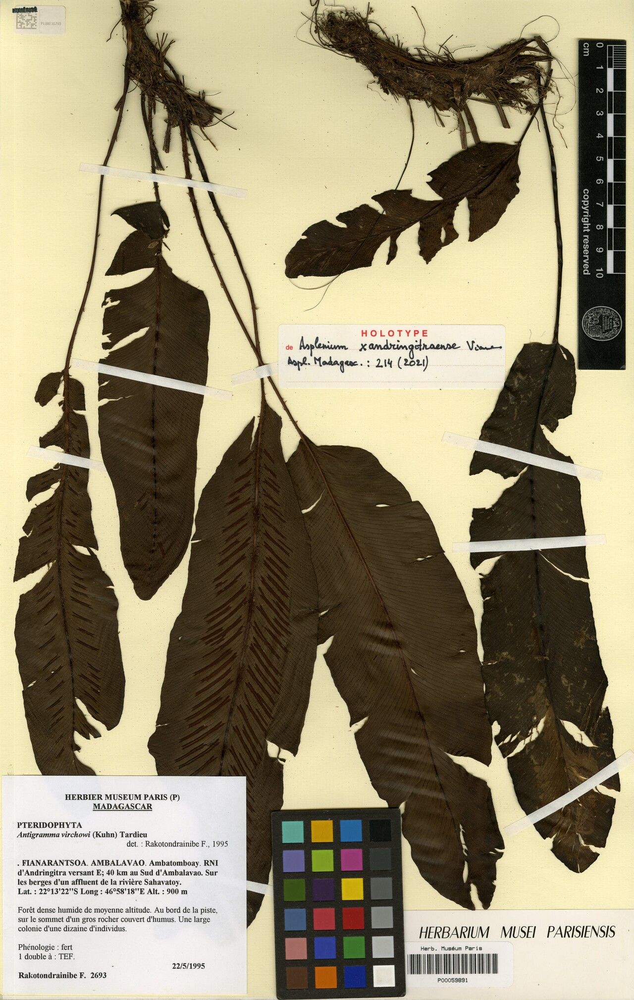 Asplenium × andringitraense — houseplant care guide