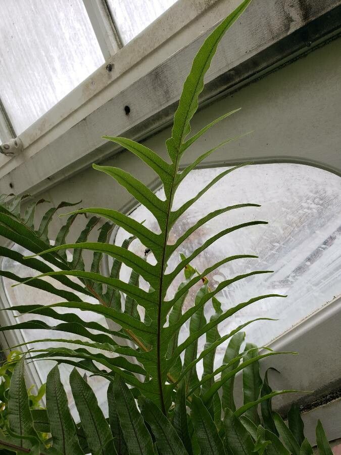 Drynaria coronans leaf