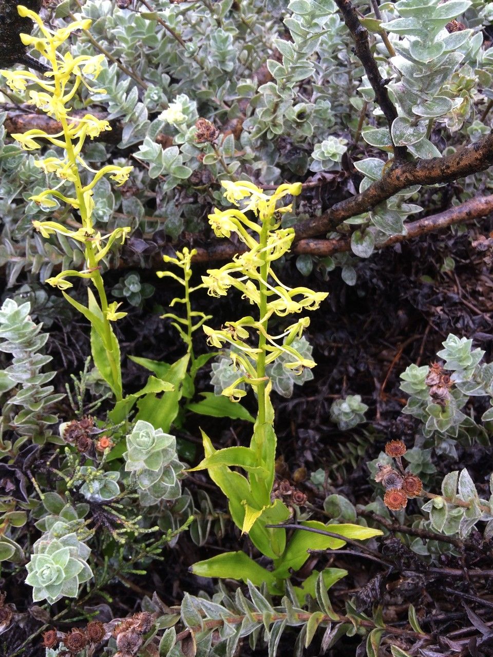 Habenaria undulata habit