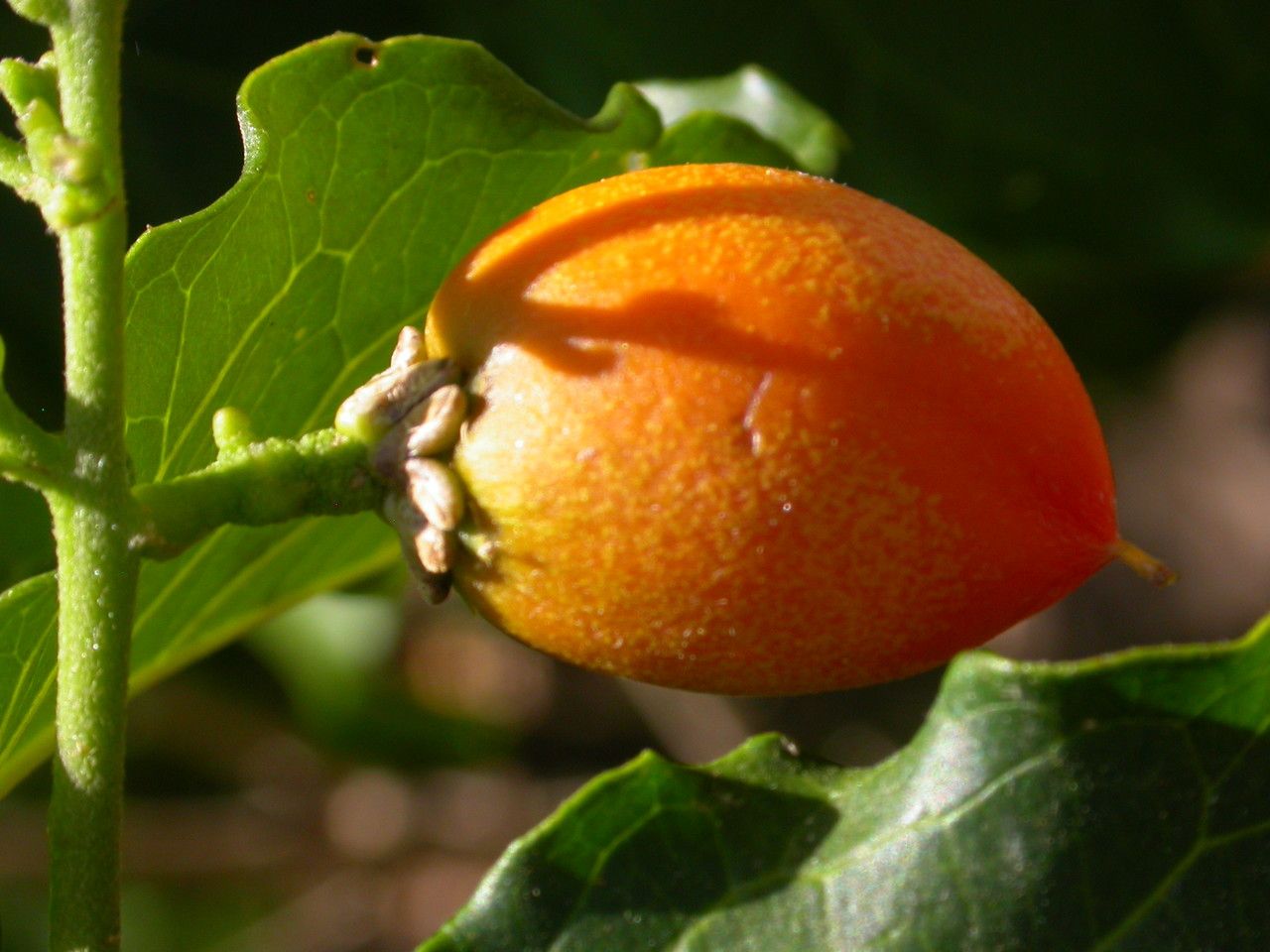 Bunchosia glandulifera fruit