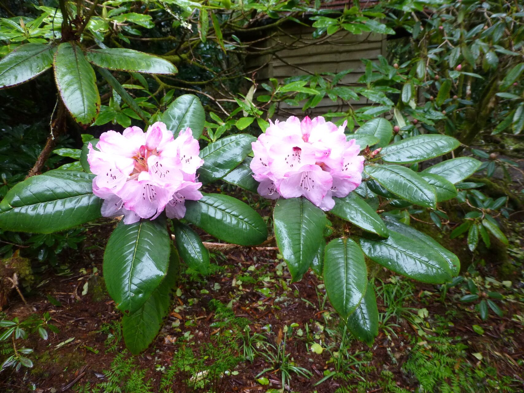 Rhododendron habrotrichum flower