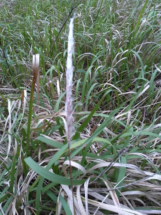 Digitaria insularis — houseplant care guide